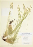 藏品(山岩羊茅)的圖片